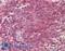 Synaptosome Associated Protein 23 antibody, LS-B8340, Lifespan Biosciences, Immunohistochemistry frozen image 