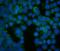 FERM domain-containing protein 6 antibody, A08826-2, Boster Biological Technology, Immunofluorescence image 