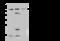 Protein Phosphatase 4 Regulatory Subunit 2 antibody, 108144-T34, Sino Biological, Western Blot image 