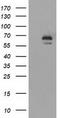 Imp2 antibody, TA501273, Origene, Western Blot image 