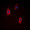Vinculin antibody, LS-C358386, Lifespan Biosciences, Immunofluorescence image 