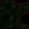TBC1 Domain Family Member 10A antibody, HPA007725, Atlas Antibodies, Immunocytochemistry image 