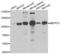 Membrane-bound transcription factor site-1 protease antibody, LS-B14762, Lifespan Biosciences, Western Blot image 