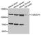 Tubulin Gamma Complex Associated Protein 3 antibody, orb373225, Biorbyt, Western Blot image 