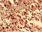 Forkhead Box R2 antibody, LS-C399385, Lifespan Biosciences, Immunohistochemistry frozen image 
