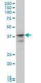 Musashi RNA Binding Protein 1 antibody, LS-B4373, Lifespan Biosciences, Western Blot image 