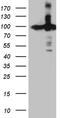 KPNB1 antibody, TA811718, Origene, Western Blot image 
