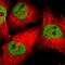 Zinc Finger Protein 3 antibody, HPA003719, Atlas Antibodies, Immunocytochemistry image 