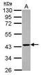 2',3'-Cyclic Nucleotide 3' Phosphodiesterase antibody, PA5-29345, Invitrogen Antibodies, Western Blot image 