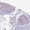 Synaptotagmin 8 antibody, HPA052700, Atlas Antibodies, Immunohistochemistry paraffin image 