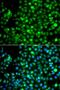 NME/NM23 Nucleoside Diphosphate Kinase 2 antibody, LS-C349144, Lifespan Biosciences, Immunofluorescence image 