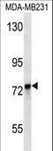 Kelch Like ECH Associated Protein 1 antibody, LS-C165469, Lifespan Biosciences, Western Blot image 