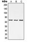 p65 antibody, LS-C352784, Lifespan Biosciences, Western Blot image 