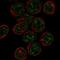 Purkinje cell protein 2 antibody, PA5-66082, Invitrogen Antibodies, Immunofluorescence image 