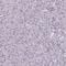 Drebrin 1 antibody, HPA056940, Atlas Antibodies, Immunohistochemistry frozen image 