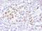 UBR5 antibody, IHC-00025, Bethyl Labs, Immunohistochemistry frozen image 