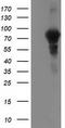 L1CAM antibody, TA502390, Origene, Western Blot image 