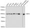 Pre-MRNA Processing Factor 3 antibody, 19-691, ProSci, Western Blot image 
