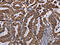 Malignant T cell-amplified sequence 1 antibody, CSB-PA972492, Cusabio, Immunohistochemistry frozen image 