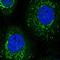 TRNA Nucleotidyl Transferase 1 antibody, HPA036938, Atlas Antibodies, Immunocytochemistry image 