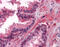 LCN1 antibody, 51-376, ProSci, Immunohistochemistry frozen image 