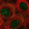Nucleolar Protein 7 antibody, HPA049693, Atlas Antibodies, Immunocytochemistry image 