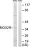CD200 Receptor 1 antibody, TA316101, Origene, Western Blot image 