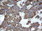 Epoxide Hydrolase 1 antibody, LS-C175278, Lifespan Biosciences, Immunohistochemistry frozen image 