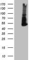 Programmed cell death 1 ligand 2 antibody, TA808977, Origene, Western Blot image 