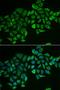Rho-related GTP-binding protein RhoD antibody, orb373399, Biorbyt, Immunofluorescence image 