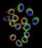 RAS Guanyl Releasing Protein 2 antibody, LS-C162459, Lifespan Biosciences, Immunofluorescence image 