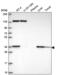 Sterol-C5-Desaturase antibody, NBP2-55973, Novus Biologicals, Western Blot image 