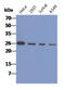 Calcyclin-binding protein antibody, AM50340PU-S, Origene, Western Blot image 