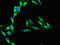 CD37 Molecule antibody, CSB-PA004928LA01HU, Cusabio, Immunofluorescence image 