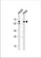 CD46 Molecule antibody, TA328132, Origene, Western Blot image 