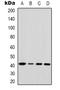Ta antibody, orb339118, Biorbyt, Western Blot image 