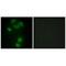 BMX Non-Receptor Tyrosine Kinase antibody, A02537, Boster Biological Technology, Immunofluorescence image 