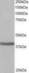 NAD-dependent ADP-ribosyltransferase sirtuin-4 antibody, TA302610, Origene, Western Blot image 