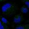 Small Integral Membrane Protein 3 antibody, HPA075345, Atlas Antibodies, Immunofluorescence image 