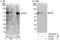 Folliculin antibody, A302-408A, Bethyl Labs, Immunoprecipitation image 