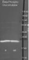 Beta-phosphoglucomutase antibody, orb344272, Biorbyt, Western Blot image 