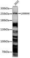 Laminin subunit alpha-4 antibody, LS-C750257, Lifespan Biosciences, Western Blot image 