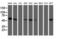 Ubiquinol-Cytochrome C Reductase Core Protein 1 antibody, LS-C336910, Lifespan Biosciences, Western Blot image 