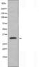 Olfactory Receptor Family 10 Subfamily AG Member 1 antibody, orb227508, Biorbyt, Western Blot image 