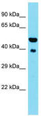 Hsc70-interacting protein antibody, TA344244, Origene, Western Blot image 