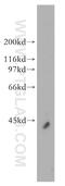 ELAV Like RNA Binding Protein 4 antibody, 13032-1-AP, Proteintech Group, Western Blot image 
