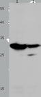 MAC2 antibody, TA324015, Origene, Western Blot image 