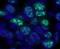 Histone Deacetylase 1 antibody, IHC-00056, Bethyl Labs, Immunofluorescence image 