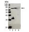Mitochondrial Antiviral Signaling Protein antibody, ALX-210-929-C100, Enzo Life Sciences, Western Blot image 
