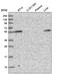 Carbohydrate sulfotransferase 3 antibody, HPA047523, Atlas Antibodies, Western Blot image 
